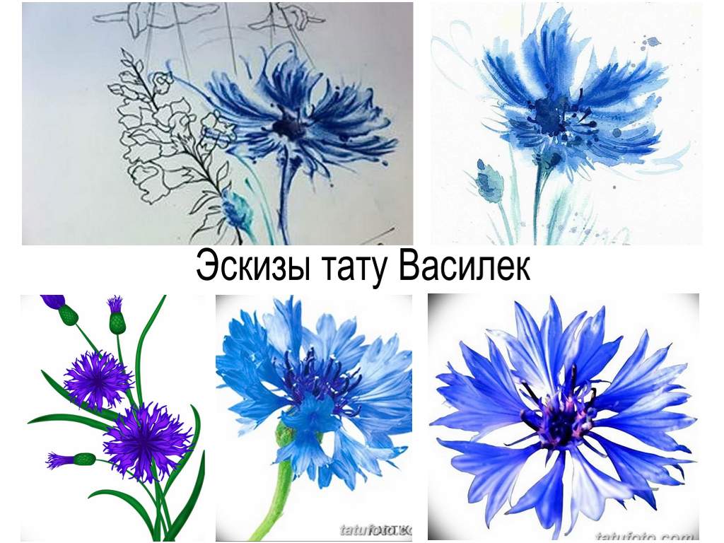 Búzavirág tetoválás vázlatok - rajzgyűjtemény egy búzavirág tetováláshoz és érdekes információk