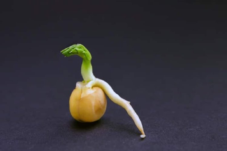 Klíčte semená octom