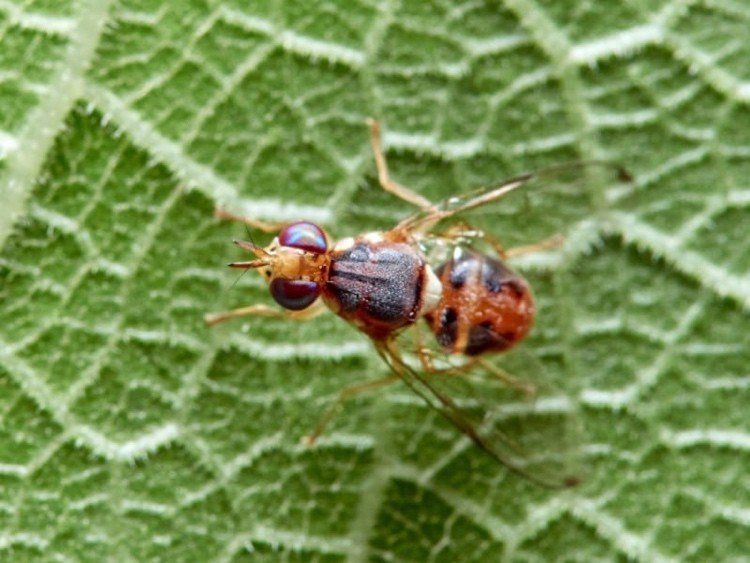 Zbavte sa ovocných mušiek v záhrade a bojujte s nimi domácimi prostriedkami