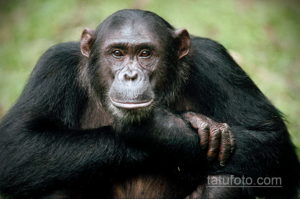 التطور هو عكس ذلك - وكيف تنظر إلى المظهر المماثل - الصورة 3