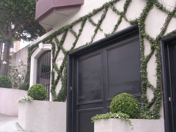 úhľadný brečtan fasádny zábal vzdušné korene