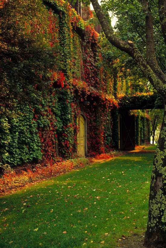 Fasáda s brečtanovozeleným trojlistým panenským viničom