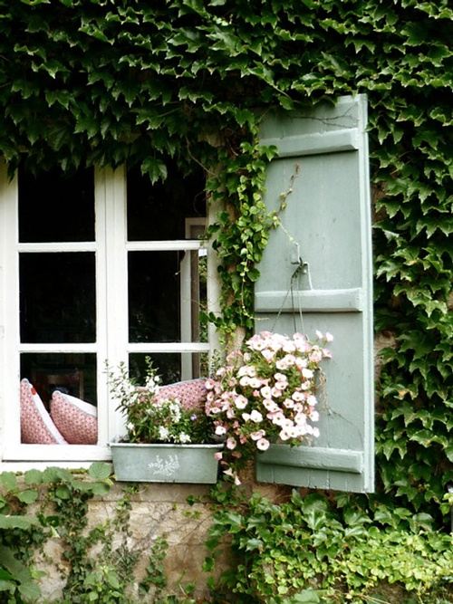 fasáda domu brečtan popínavá fasádna výzdoba vždyzelená