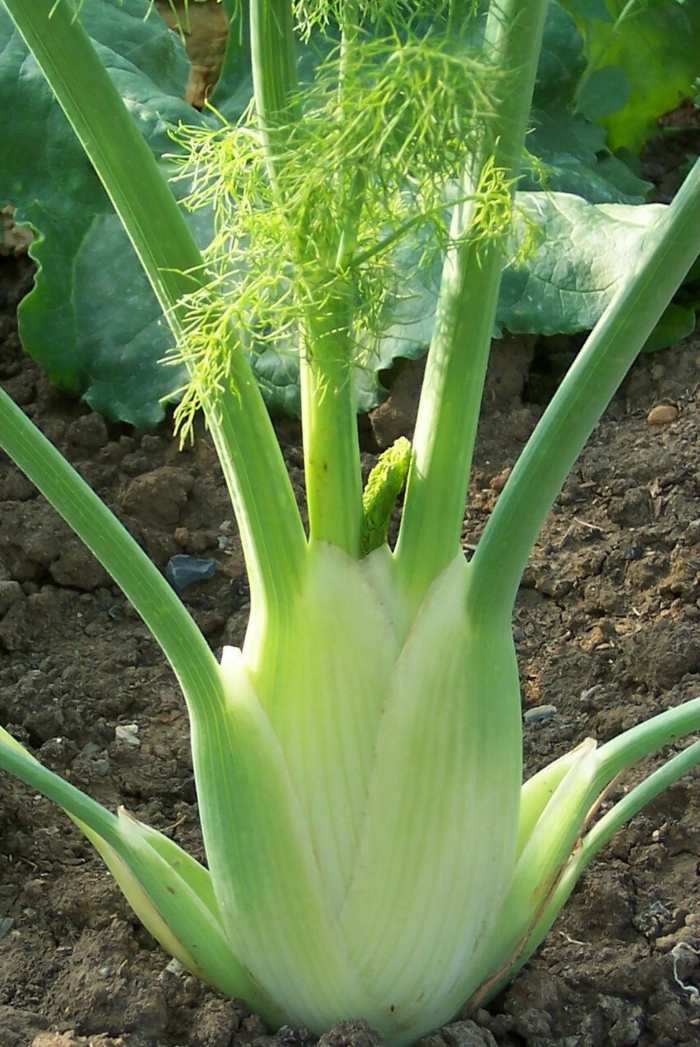 Fenikel miluje chladnú pôdu zeleninový záhon pôda fenikel bielenie záhrada tipy
