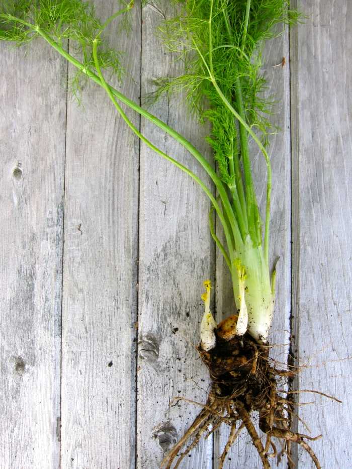 Mladá feniklová rastlina s koreňom koreň fenikel pôda drevo podlaha úroda mladá rastlina