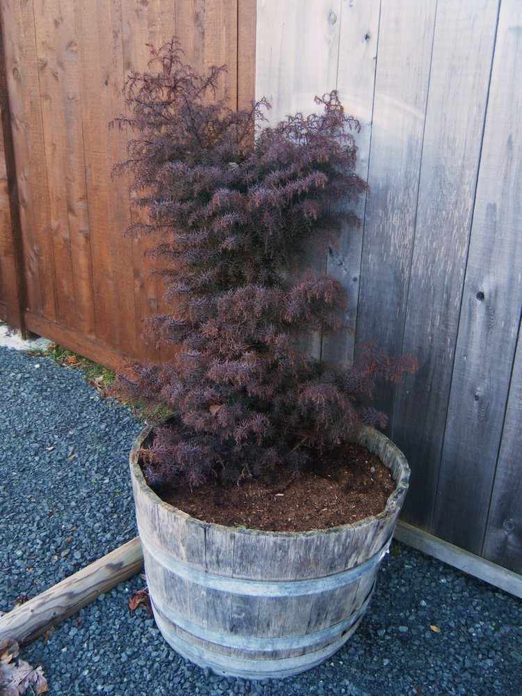 Feng Shui v záhrade -rastliny-prvok-ohňa-Cryptomeria-japonica-elegans