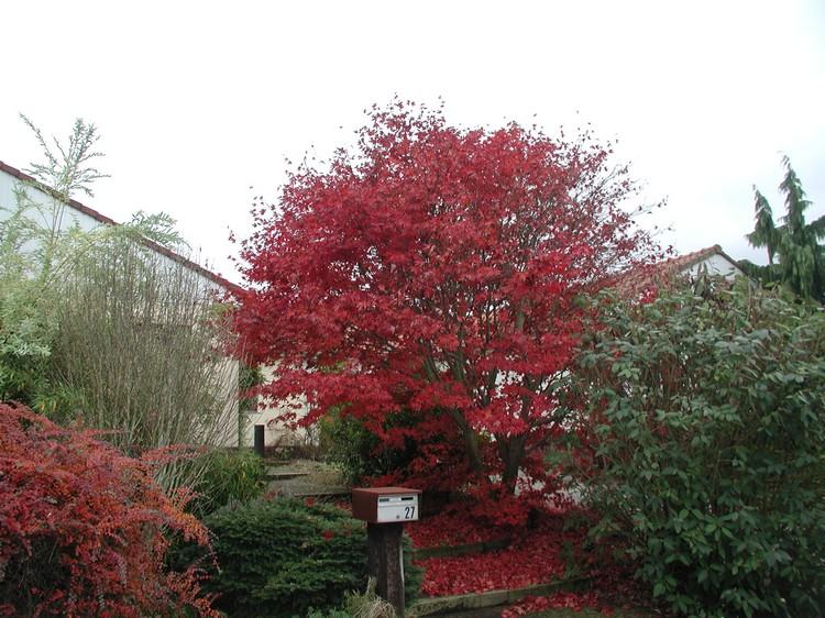 feng-shui-záhradné rastliny-japonský-javor-červené-listy-jeseň
