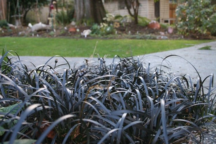 feng-shui-záhradné rastliny-voda-Ophiopogon-planiscapus-Niger-čierna hadia brada-okrasná tráva