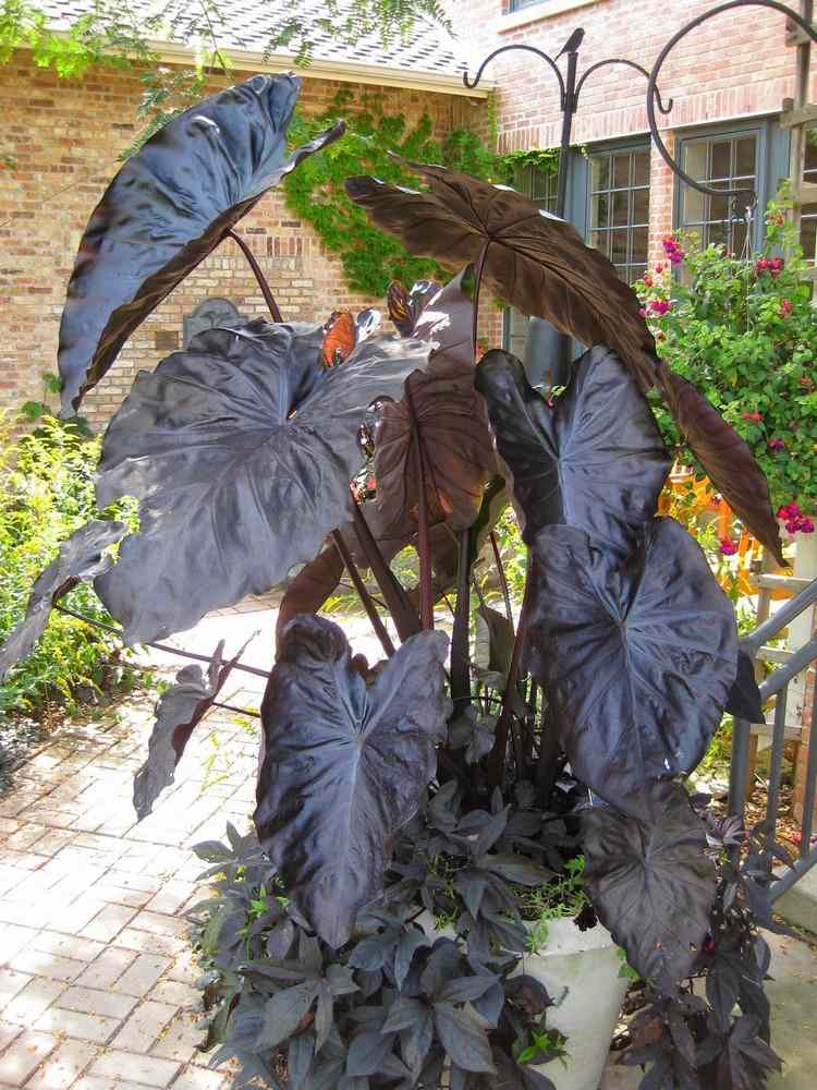 Feng Shui v záhradných rastlinách-vodný prvok-taro-Colocasia-esculenta