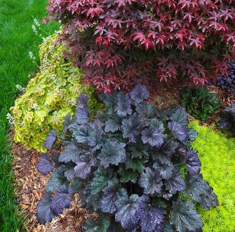 feng-shui-záhradný-vodný prvok-Heuchera-micrantha-purpurgloeckchen