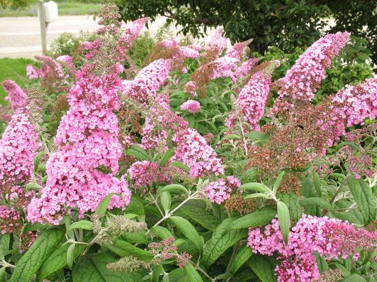 feng-shui-záhradné-rastliny-vodný prvok-motýľ-ker-buddleja-davidii