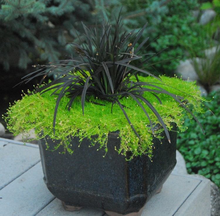 feng-shui-záhradné rastliny-voda-Ophiopogon-planiscapus-čierna-hadia brada