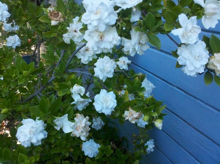 Feng Shui v záhradných rastlinách-kov-prvok-ker-biela-gardénia