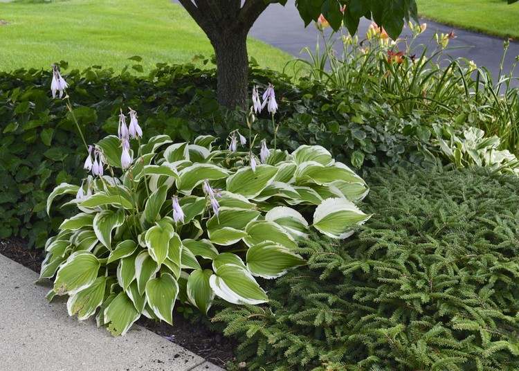feng-shui-záhradné rastliny-kov-prvok-funkia-hosta-biela-zelená