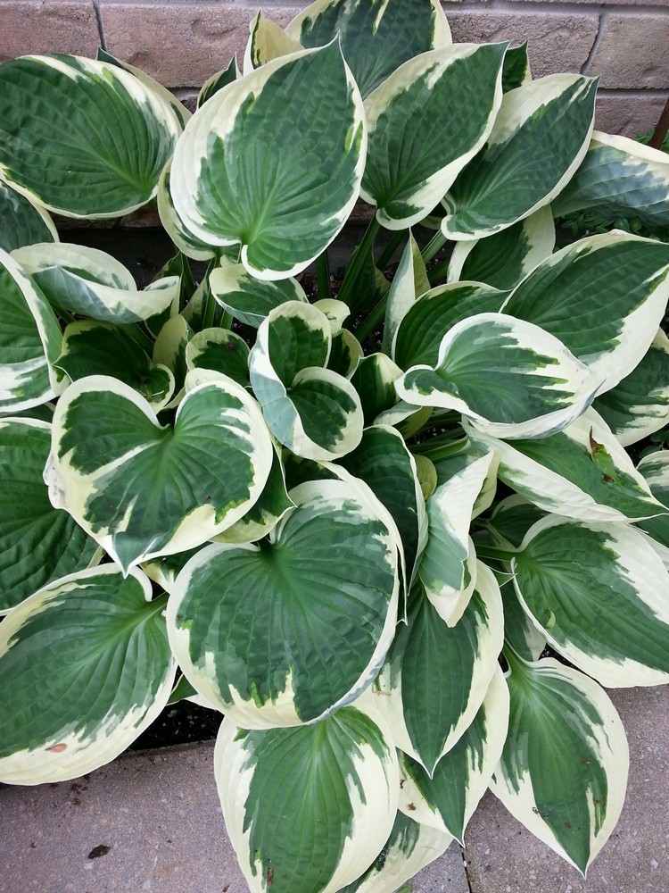 feng-shui-záhradné rastliny-kov-prvok-hosta