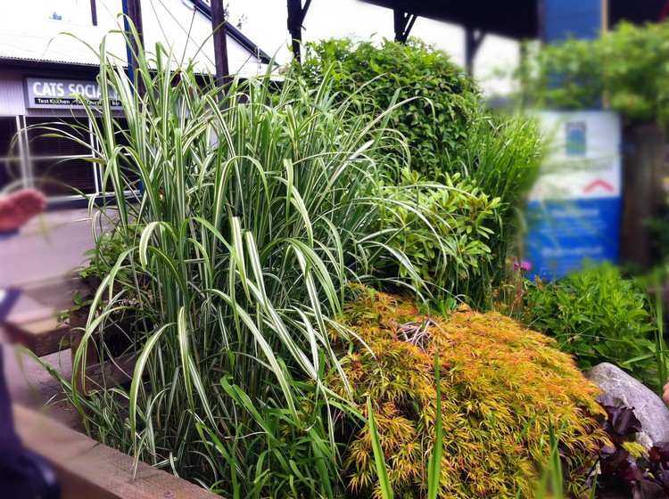 feng-shui-záhrada-rastlina-pôdny-prvok-miscanthus-sinensis-kozmopolitný