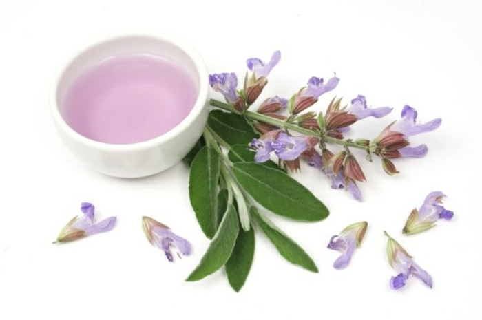 Kondicionér na vlasy pre mastné vlasy si môžete vyrobiť zo šalvie a jablčného octu recept na šalviový čaj šalvia purpurový kondicionér 18
