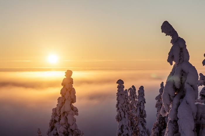 Prázdniny s fínskou mágiou - úchvatný výhľad zo suity Fínska dovolenka so suitou safari s výhľadom na les