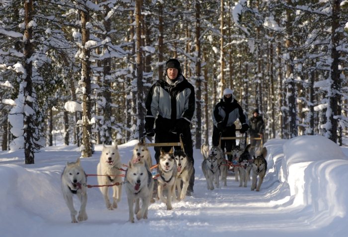 Zimná dovolenka so safari - jazda na husky saniach safari fínsko syöte husky jazda na snehu