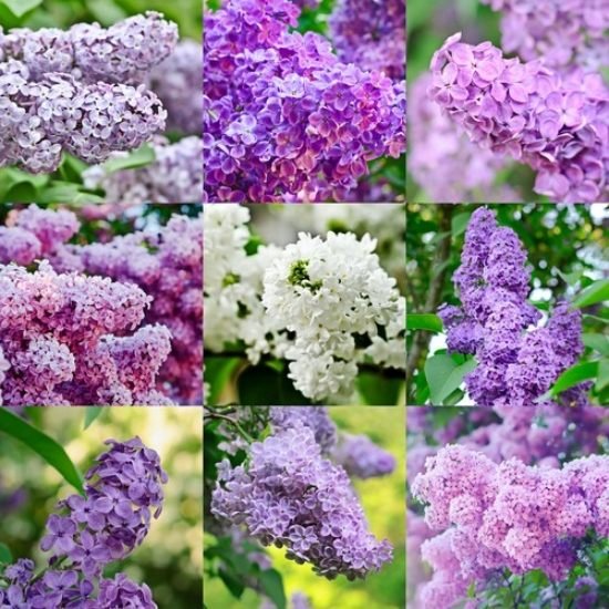 záhradné šeříky bielo-fialové tipy na starostlivosť