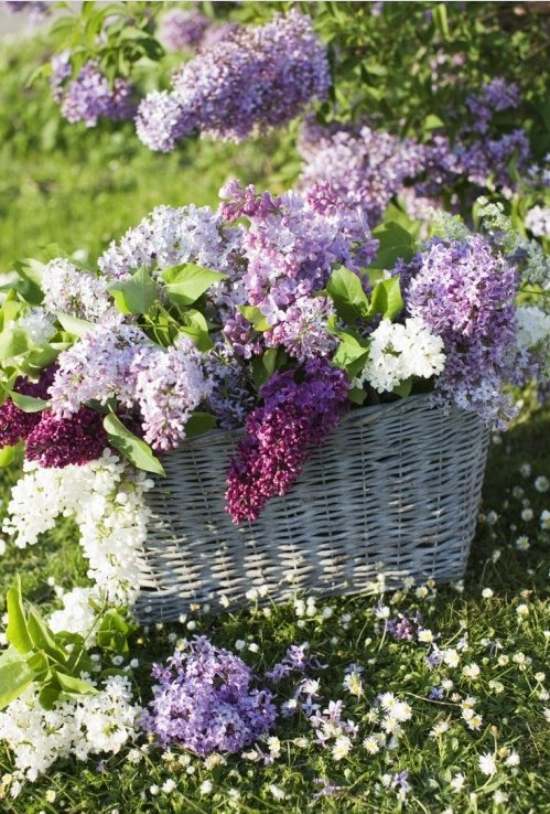 kvety záhrada jar-orgován farby-aranžmán-v košíku
