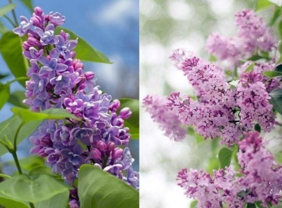 vôňa jarne kvitnúcich lupeňov levandule