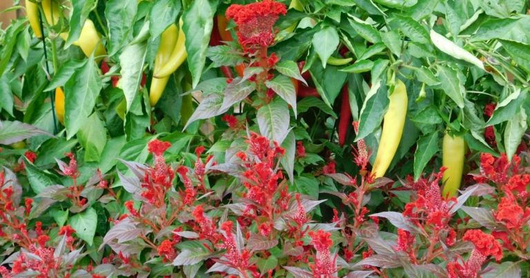 Paprika a farebné chilli papričky sú v zeleninovej náplasti pekné na pohľad