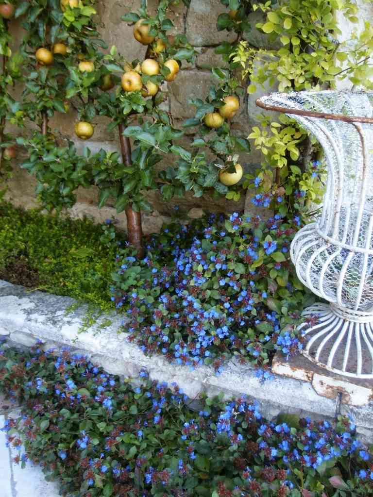 V jedlej záhrade sa kombinuje ovocie Espalier na stenu a bylinky ako pôdny kryt