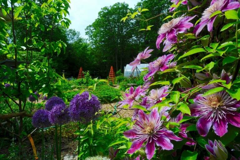 Výsadba mučenky a allium v ​​jedlej záhrade so zeleninou a ovocím