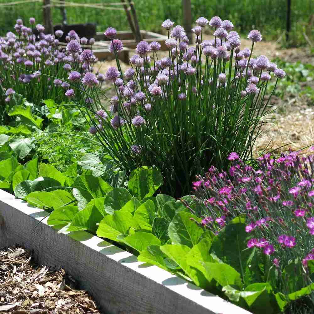 Kvitnúce bylinky do záhrady sú krásne a starostlivosť o ne je jednoduchá