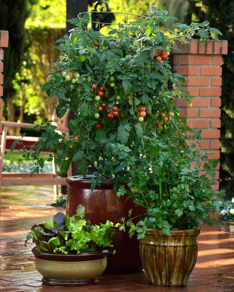 Zeler, cherry paradajky a šaláty v kvetináčoch na večeru s občerstvením