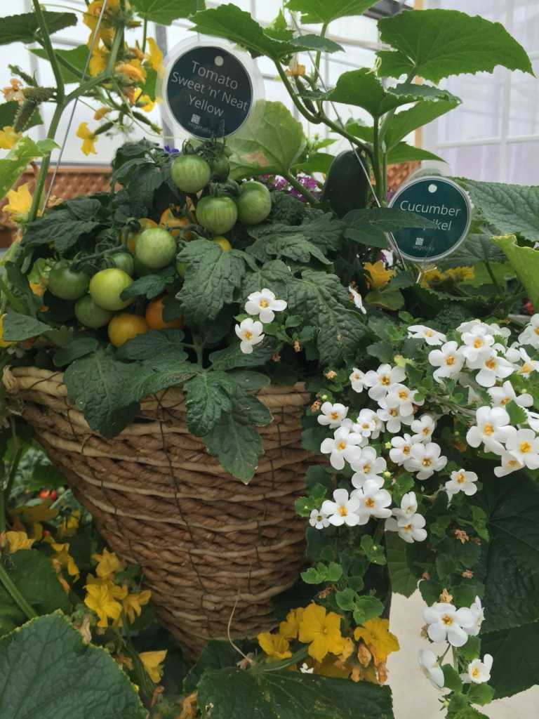 Rastlinte a ošetrujte paradajky v kvetináčoch v malej záhrade