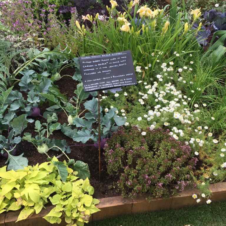 Nízko aromatické rastliny sú vhodné do predných oblastí záhona a ako zemný kryt