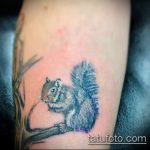 Egy egyedülálló példa a mókus tetoválására - a rajz alkalmas a tetováló mókus taxiban való fotózására