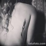 Fotó búza tetováló füléről 2018.08.07. №012 - tetováló búzafül -