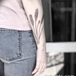 Fénykép a búza tetováló füléről 2018.08.07. №048 - tetováló búzafül -