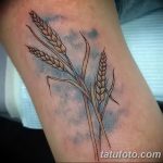 Fotó búza tetováló füléről 2018.08.07. №066 - tetováló búzafül -