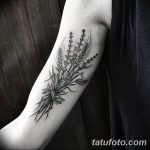 Fénykép a búza tetováló füléről 2018.08.07. №082 - tetováló búzafül -