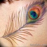 fotó egy pávatoll tetoválásról, kelte: 2018.06.26. №024 - tetoválás pávatoll -