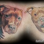 fotó Pit Bull Terrier tetoválásról, kelt 2017.10.25. №015 - tetováló pit bull terrier -