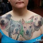 fotó egy pit bull terrier tetoválásról, kelte: 2017.10.25. №025 - tetováló pit bull terrier -