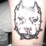 fotó egy pit bull terrier tetoválásról, kelt 2017.10.25. №030 - tetováló pit bull terrier -