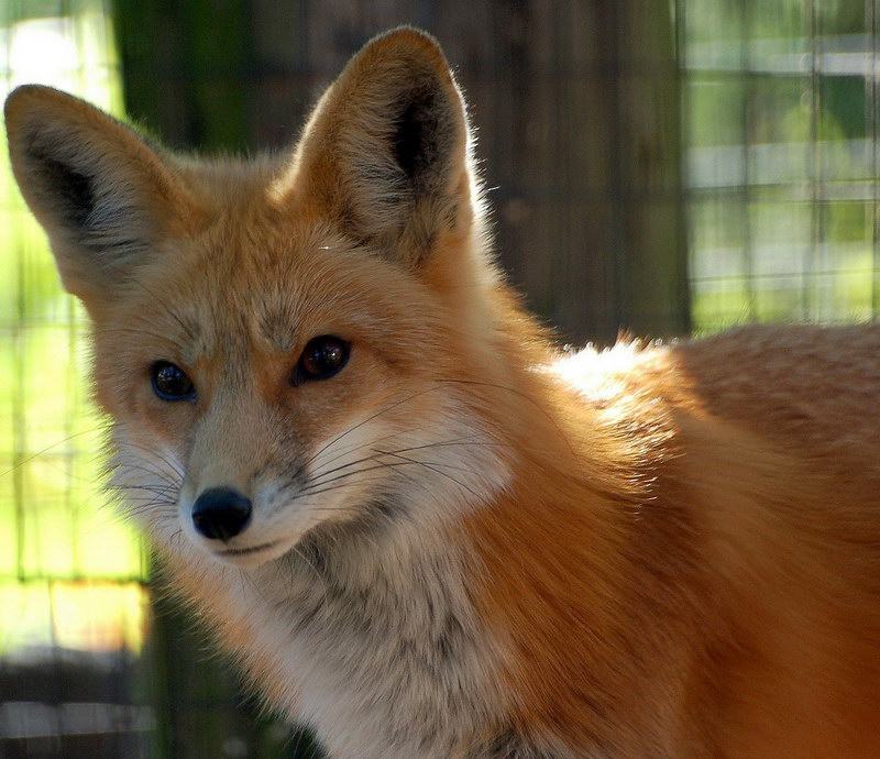 fotografie líšky červenej líšky zoo zvierat prírody