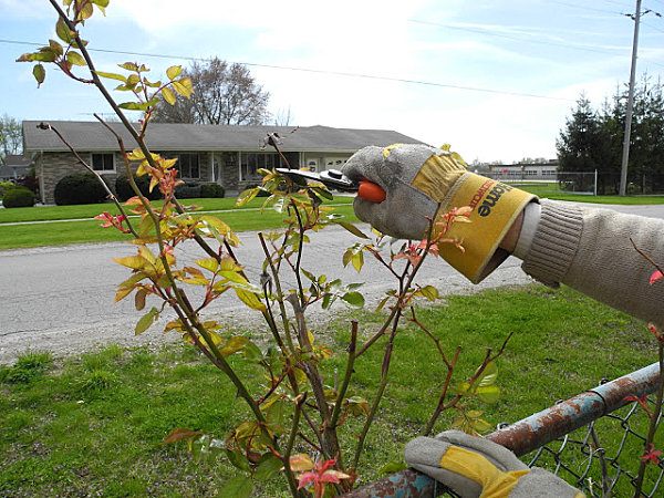 jarné upratovanie záhradné tipy ruže rezané kríky
