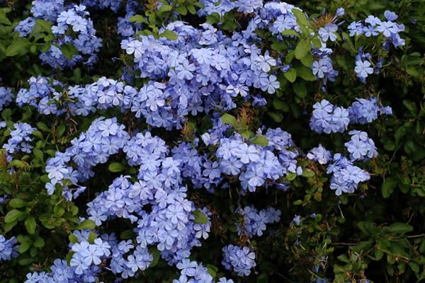 Kvet olovnatý purpurové kvety jarný ker