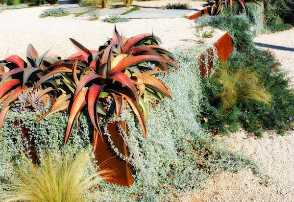 Terénne úpravy visiace rastliny listy červenej farby