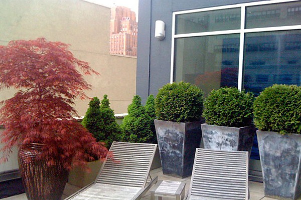 dekorácia strechy záhrada japonská borovica červené lístie vysoké kvetináče