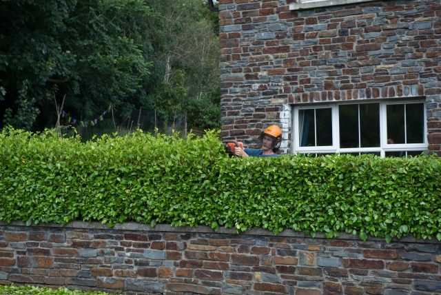 Strihané živé ploty na jar tvoria vavrínový plotový múr