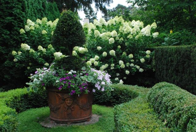 živé kríky kríky rezané biele hortenzie