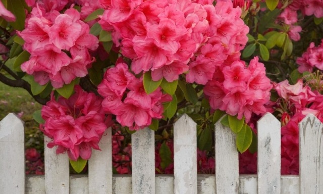 kosodrevina jarné kríky rezané tvary